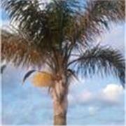 Clases online para estudiantes de nivel primario, secundario y terciarios