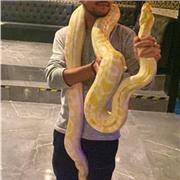Abdulla