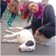 Aprende español de forma fácil y natural Clases en Chiva / Online. Soy graduada en magisterio con experiencia en enseñar español.