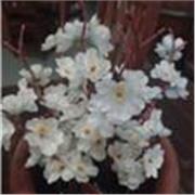 Aprende español de forma online conmigo en semanas 💓💓