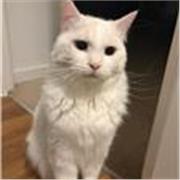 Private 1-1 online lessons in Maths, Physics and Chemistry GCSE and A-Levels