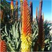 Profesora disponible todos cursos temas científicos y clásicos. PhD in Ecologia, tengo muchos anos de experiencia con todas edades