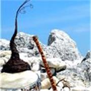 cours musique chant et accompagnement guitare, ou pratique multi-instrumentale