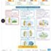 Insegnante di matematica e scienze scuola media