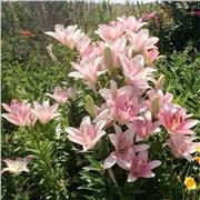 Schülerin die in Englisch Nachhilfe geben möchte