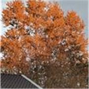 Besoin d'aide pour comprendre, pratiquer, et maîtriser vos cours de français ? 