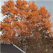 Besoin d'aide pour comprendre, pratiquer, et maîtriser vos cours de français ?