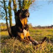 Chico italiano plurilingüe con varios años en el extranjero y 4 idiomas perfectamente hablado, imparto clases a tu domicilio o online