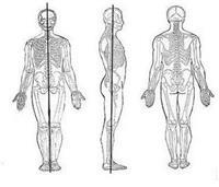 Anatomía básica, mejora tus conocimientos y habilidades