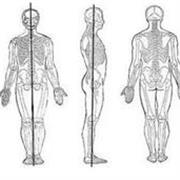 Anatomía básica, mejora tus conocimientos y habilidades