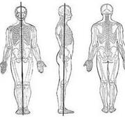 Anatomía básica, mejora tus conocimientos y habilidades