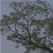 Dalea