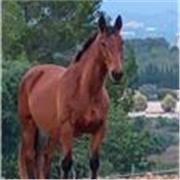 Enseño francés en la UIB a tiempo parcial, niveles A1 y A2. 