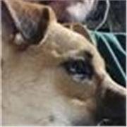 Profesor nativo de Español para adultos