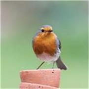 The three C’s Conversations,  Creativity, Critical Thinking Skills. 