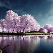 Preet