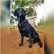 Profesora/tutora de matemáticas para niños y jóvenes de primaria o secundaria (bachillerato)