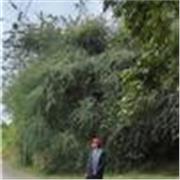 Profesor de español lengua nativa con paciencia para enseñarte el español