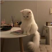 Alaa
