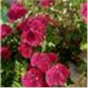 Insegnante privata di lingue straniere on-line e in presenza