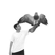 Universitario con experiencia en arte y escultura