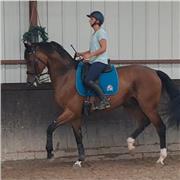 Equitation, Ethologie, tous public, tous niveaux