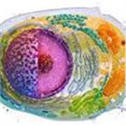 Clases particulares de Biología, química y física básica