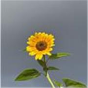 Madrelingua cinese offre ripetizione di lingua cinese