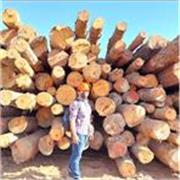¡Potencia tu futuro con clases personalizadas de un Ingeniero Forestal Industrial!