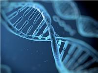 Sono uno studente universitario ed effettuo ripetizioni di biologia online