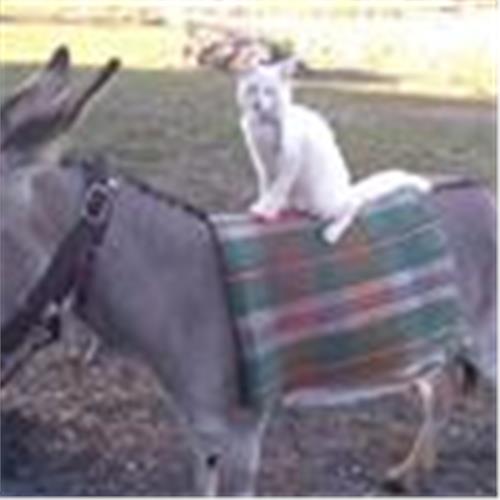 user photo