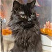 Englisch Nachhilfe – verständlich erklärt & individuell angepasst