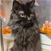 Englisch Nachhilfe – verständlich erklärt & individuell angepasst