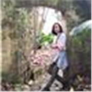 Clase virtual, apoyo escolar y enseñanza