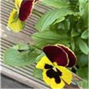 Primary level.I am delighted to offer my expertise in providing primary school level students with valuable assistance in mathematics. With a passion for fostering a love of learning and building foundational skills, I am dedicated to helping young learne