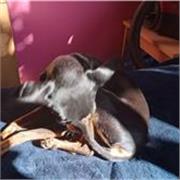 profesora de ingles con experiencia avanzada profesional