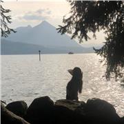 Deutsch einfach und verständlich lernen mit individueller Nachhilfe.Ich biete für 13€ Deutsch/Politik und Geschichts Unterricht an