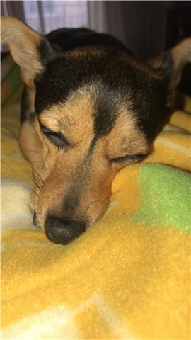 Doy clases de español