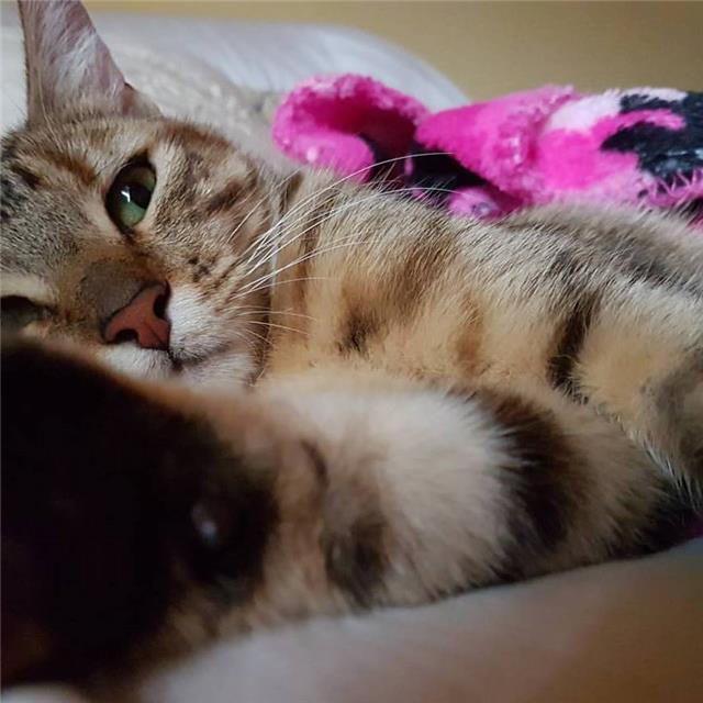 Enseñanza Online de español para extrajeros