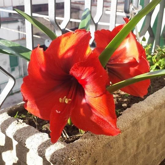 Insegnante scuola primaria offre lezioni di italiano per adulti