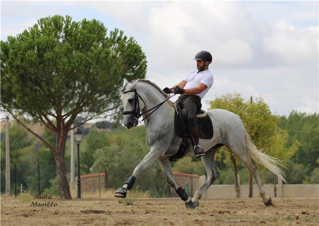 Andaluz afincado en madrid y con formación en francia y alemania ofrece la experiencia tanto en impartir clases como corrección de malos vicios y planificación de entrenamientos específicos para cada caballo