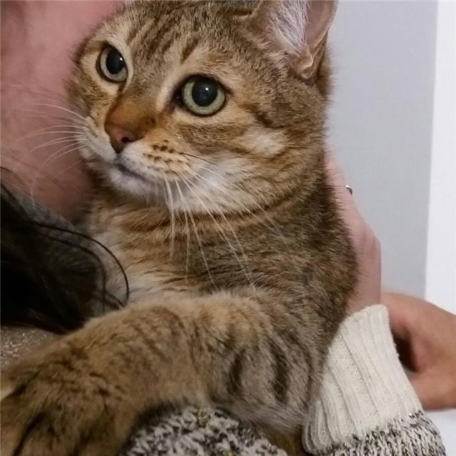 Se imparte clases on line de contabilidad, costes, matemáticas financieras, microeconomía