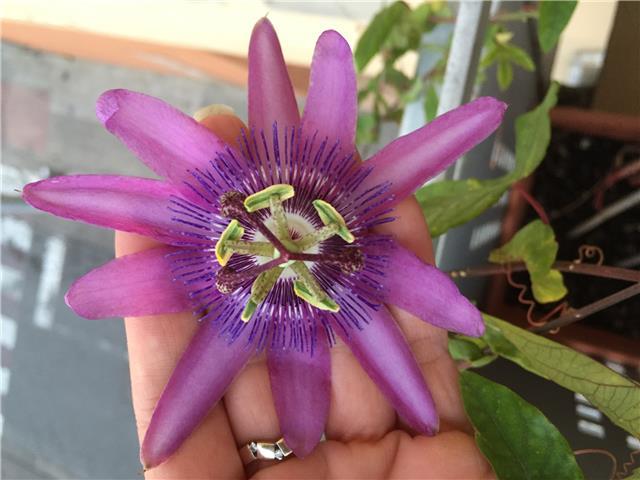 Classes particulars clases particulares todas las asignaturas, todos los cursos