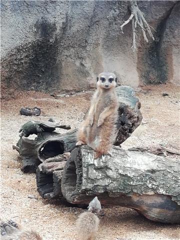 Laureata in scienze della formazione p. e in scienze della comunicazione, offre aiuto compiti e ripetizioni con metodo ludico pratico. età 6/13 anni