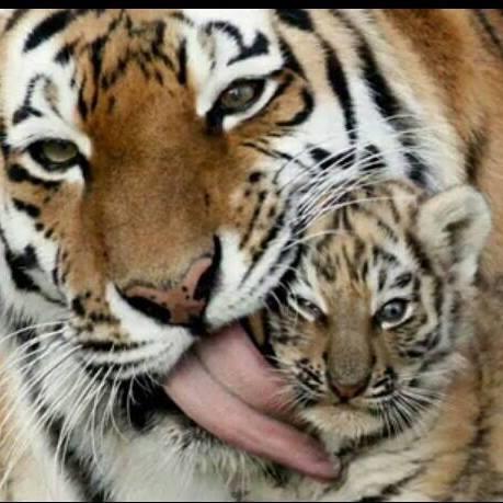 Insegnante madrelingua francese